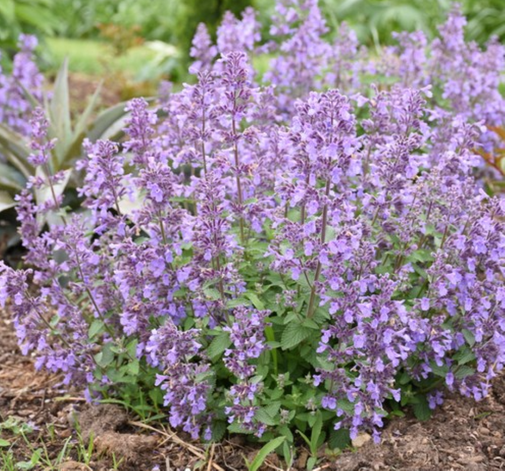 Picture Purrfect Catmint - Nepeta - Quart Pot - Perennial