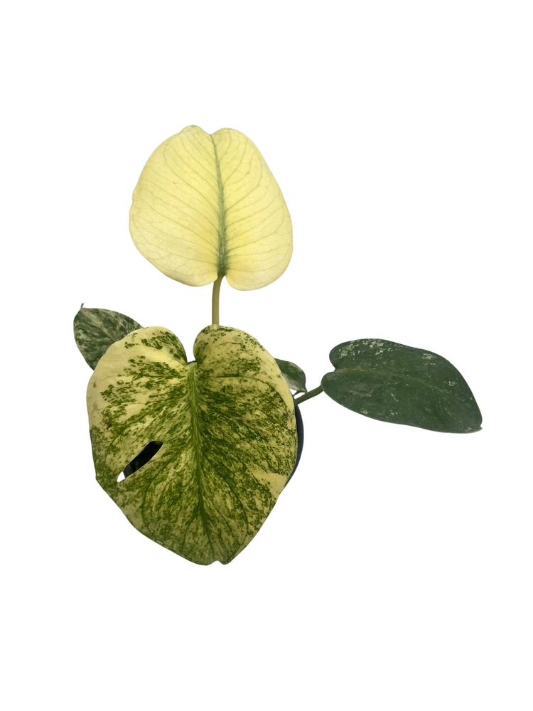 Mint Monstera Plant - Philodendron - 4" Pot - Rare