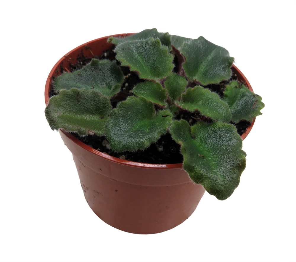 Jolly Frills Micro Miniature African Violet - 2.5" Pot