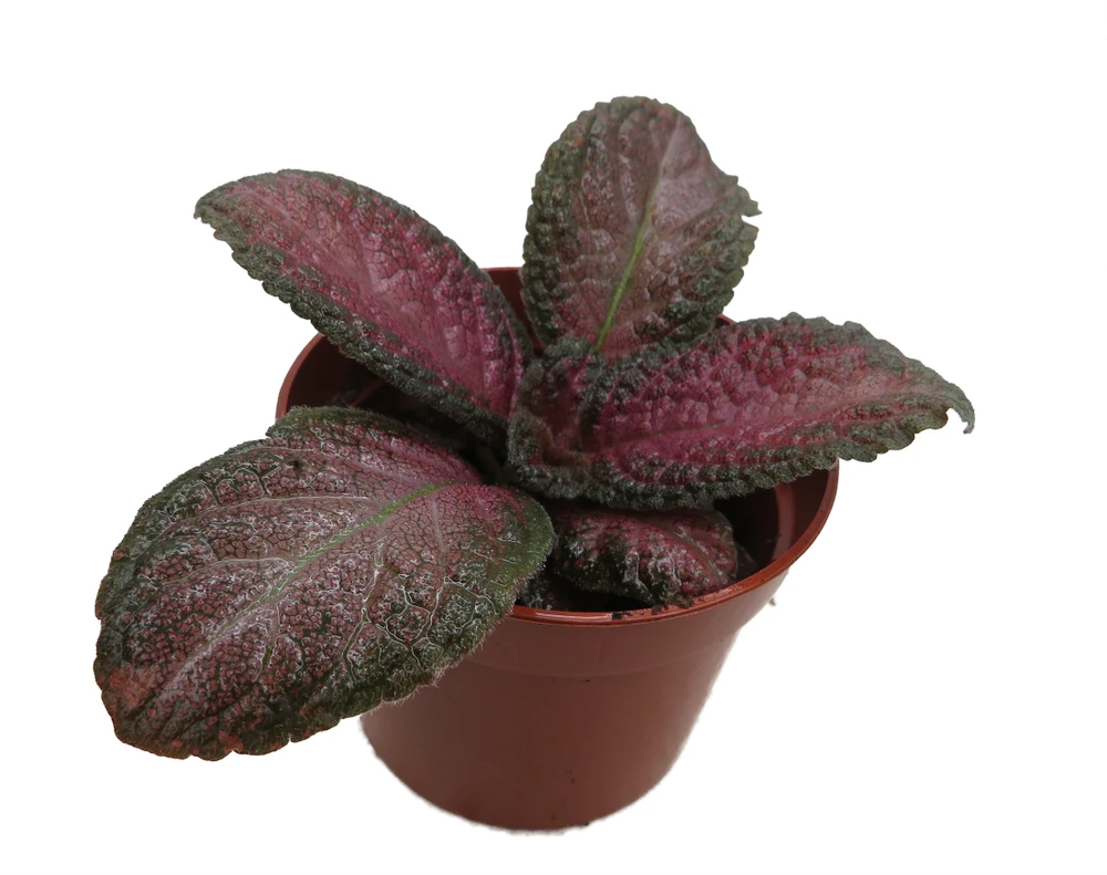 Purple Rain Flame Violet - Episcia - 2.5" Pot