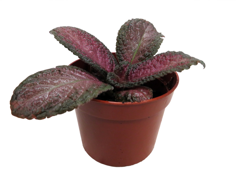 Purple Rain Flame Violet - Episcia - 2.5" Pot