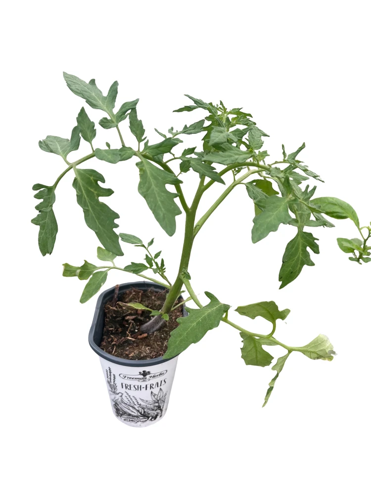 Taxi Tomato Plant - 4.5" Pot - Heirloom
