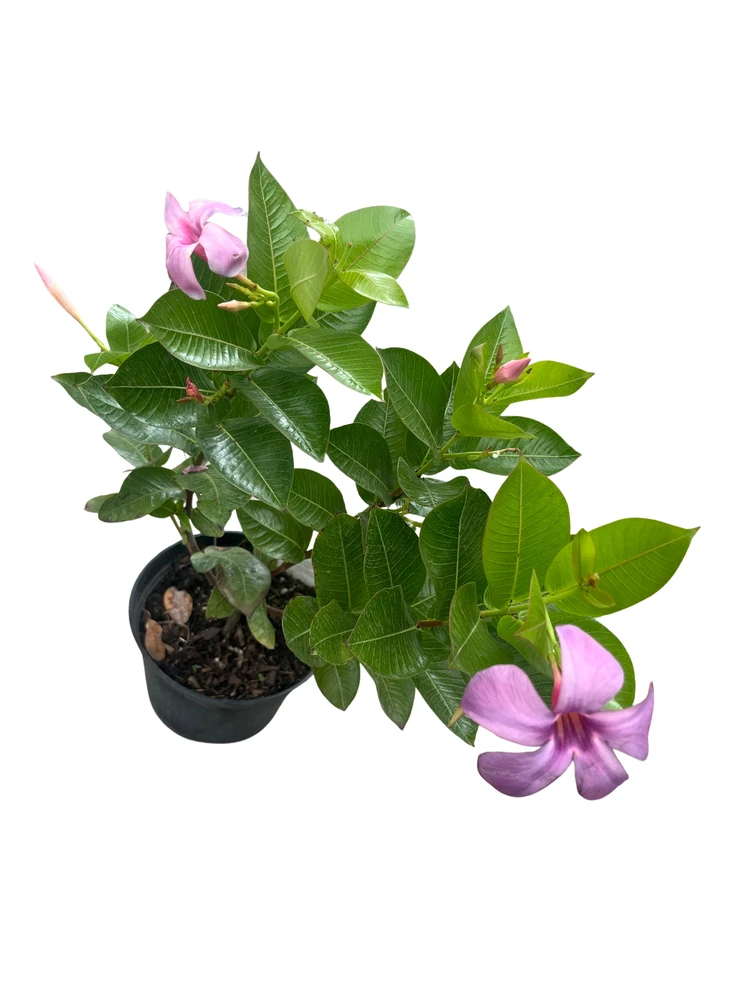 Bluephoria Brazilian Jasmine Plant - Mandevilla/Dipladena - 6" Pot
