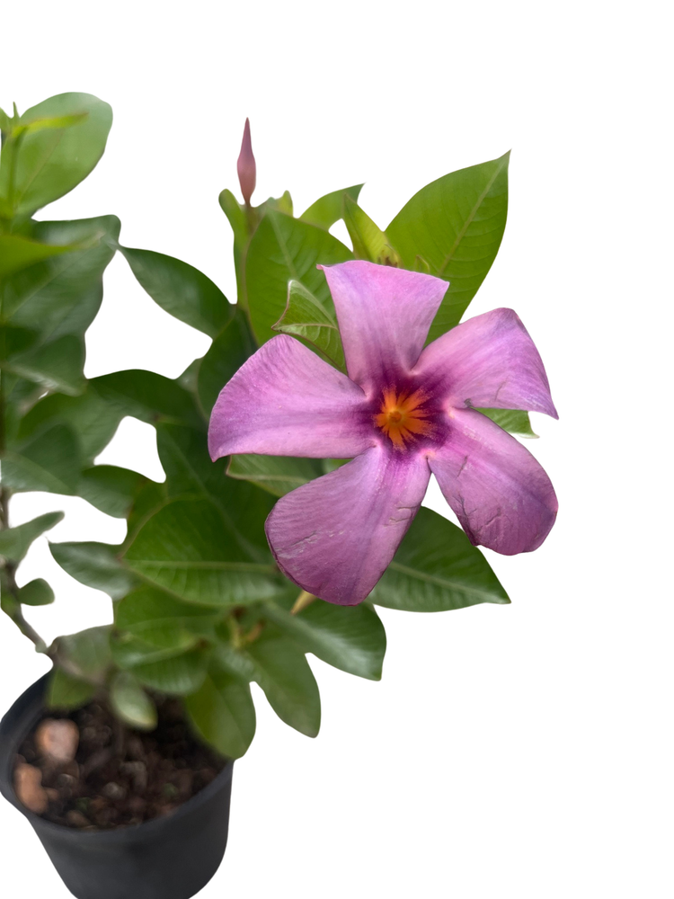Bluephoria Brazilian Jasmine Plant - Mandevilla/Dipladena - 6" Pot