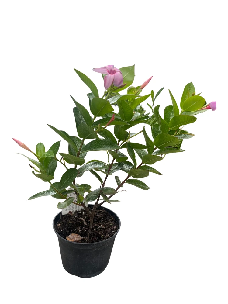 Bluephoria Brazilian Jasmine Plant - Mandevilla/Dipladena - 6" Pot