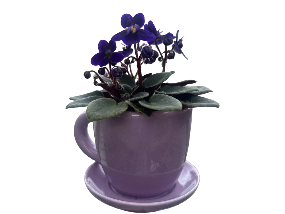 Purple Ceramic Teacup with Surprise Miniature African Violet - 2.5" Pot