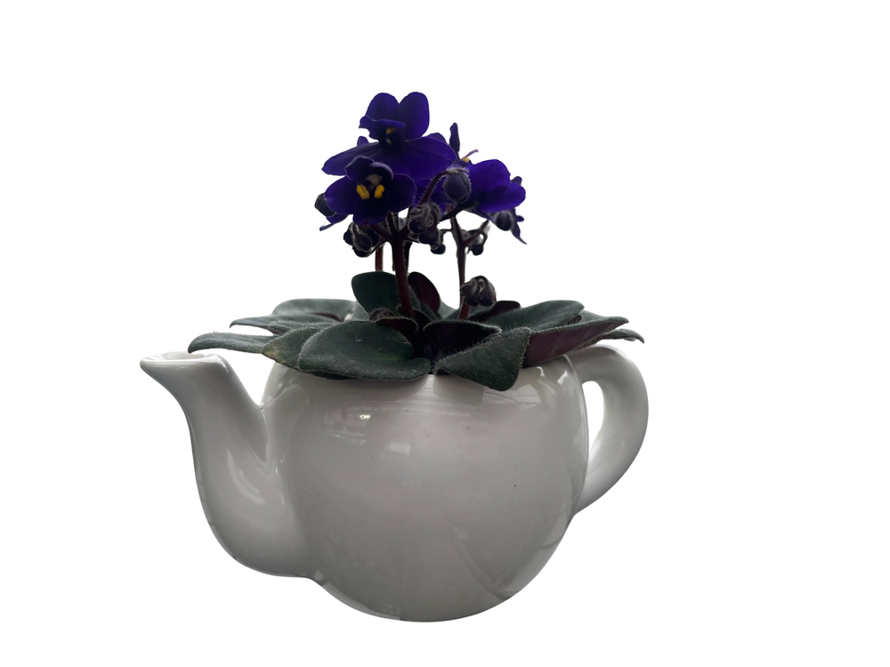White Ceramic Teapot with Surprise Miniature African Violet - 2.5" Pot