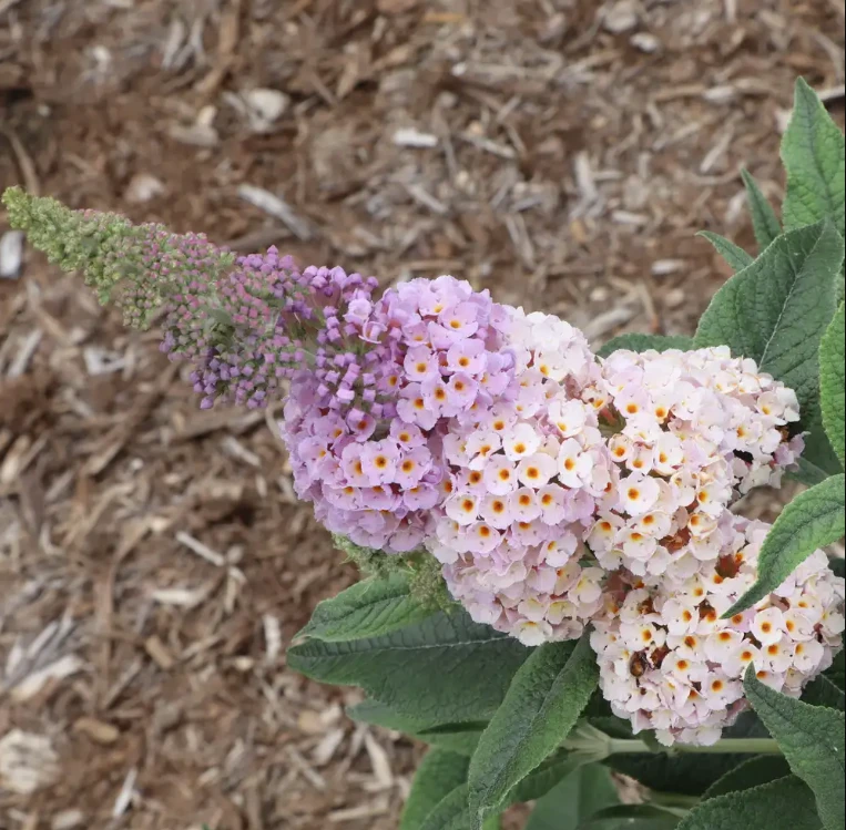 Pugster Sorbet™ Butterfly Bush - 4" pot - Buddleia - Proven Winners - No Shipping to Washington State or Oregon