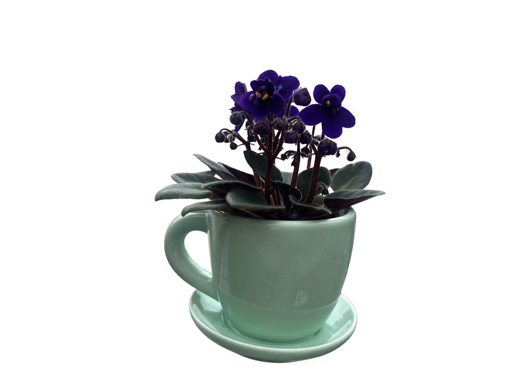 Mint Green Ceramic Teacup with Surprise Miniature African Violet - 2.5" Pot