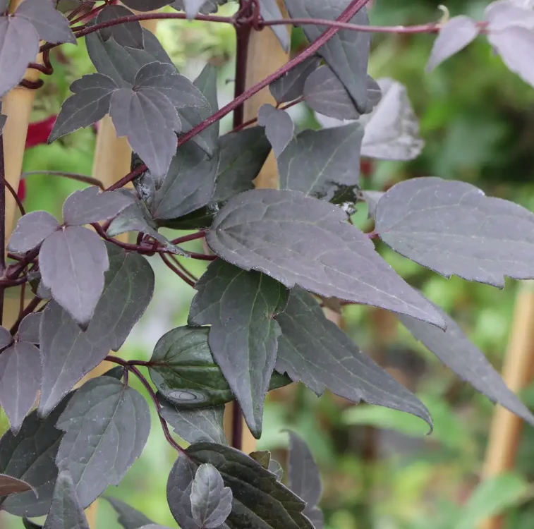 Moongate Mocha™ Clematis - 4" pot - Proven Winners