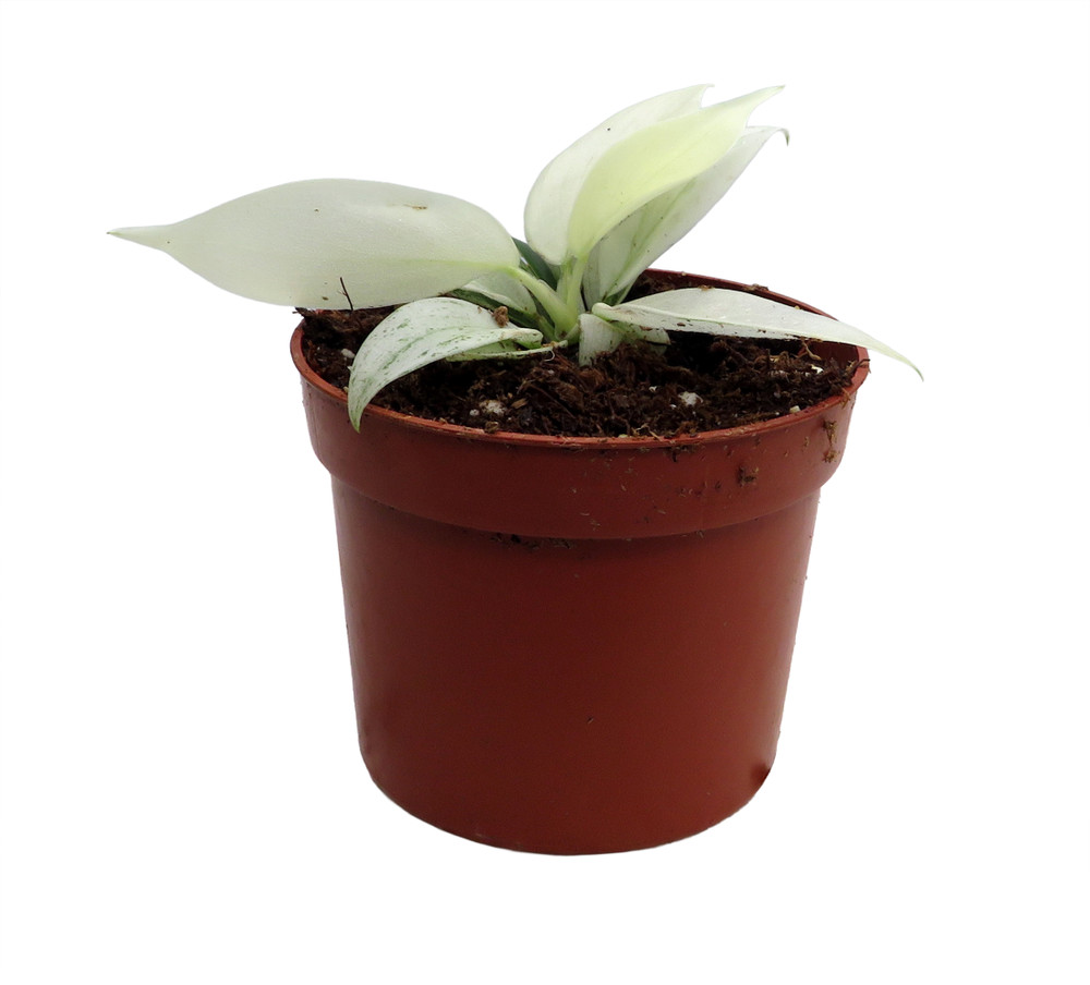 Yellow Ghost Philodendron - 2.5" Pot - Collector's Series