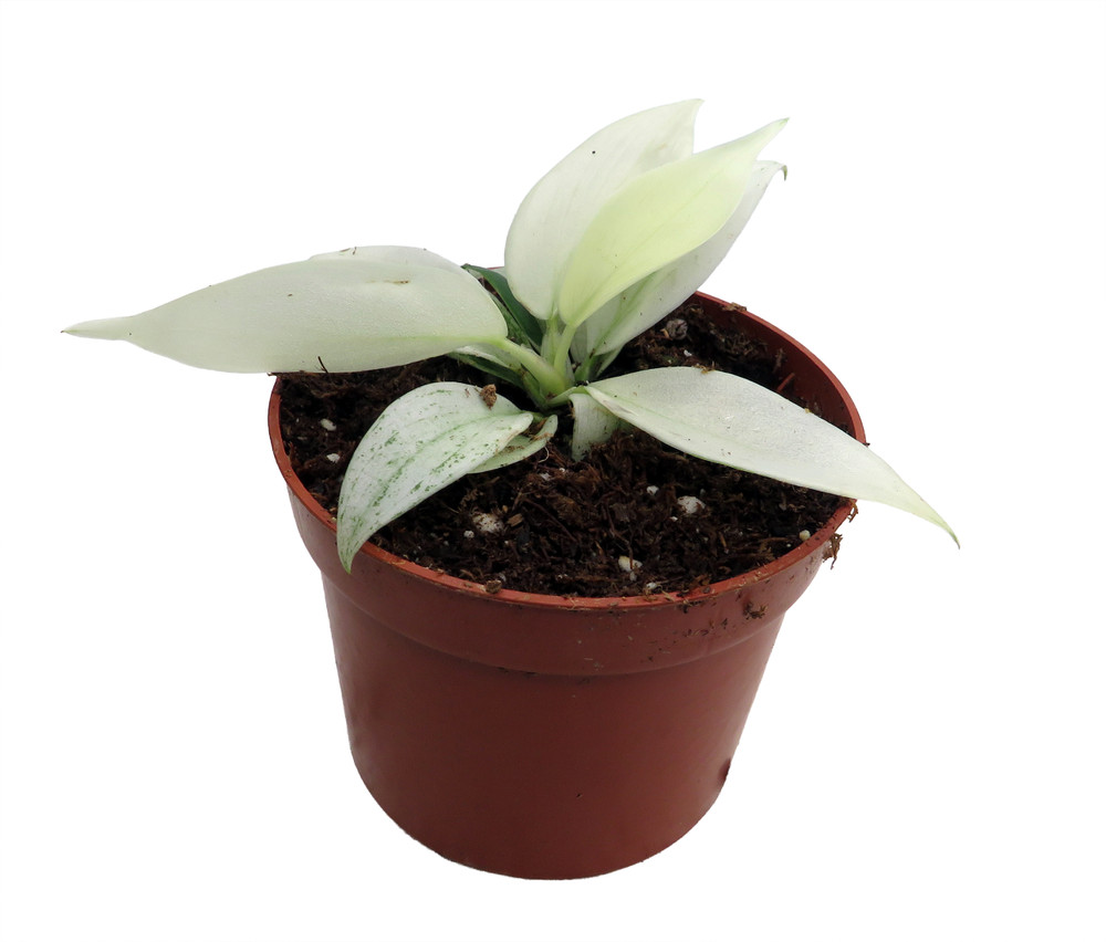 Yellow Ghost Philodendron - 2.5" Pot - Collector's Series