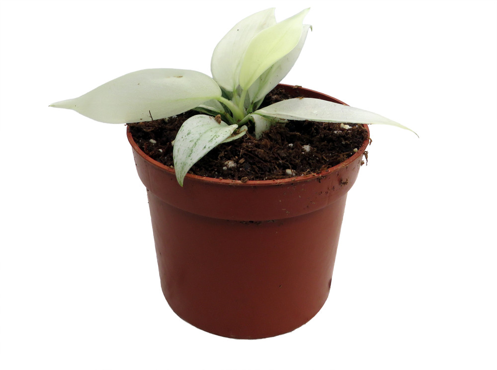Yellow Ghost Philodendron - 2.5" Pot - Collector's Series