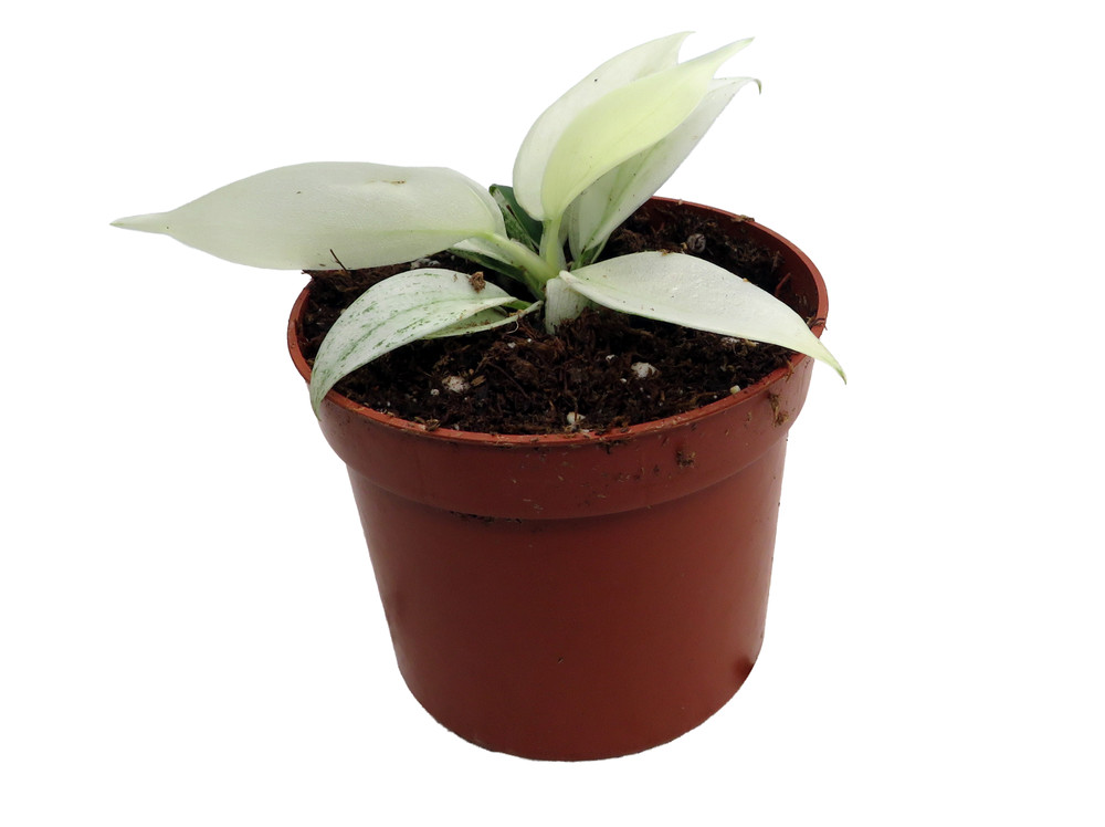 Yellow Ghost Philodendron - 2.5" Pot - Collector's Series