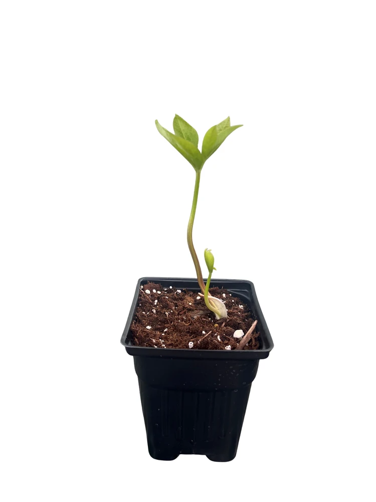 Double Ellen Purple Lenten Rose Potted - Helleborus - Shade - 4" Pot
