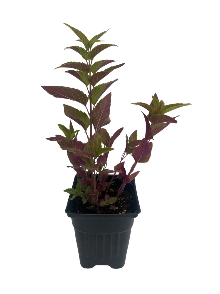 Wild Bergamot Plant - Monarda fistulosa - Leaves Used to Flavor Tea - 4" Pot