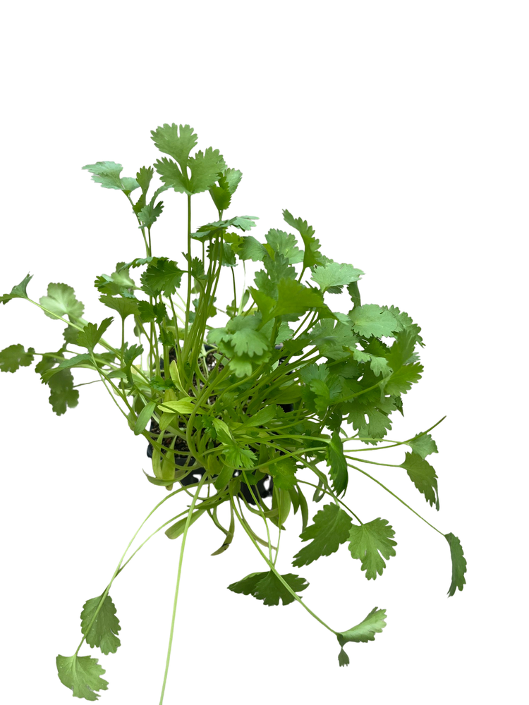 Santo Cilantro Herb - 3" Pot - Coriander - Live Plant