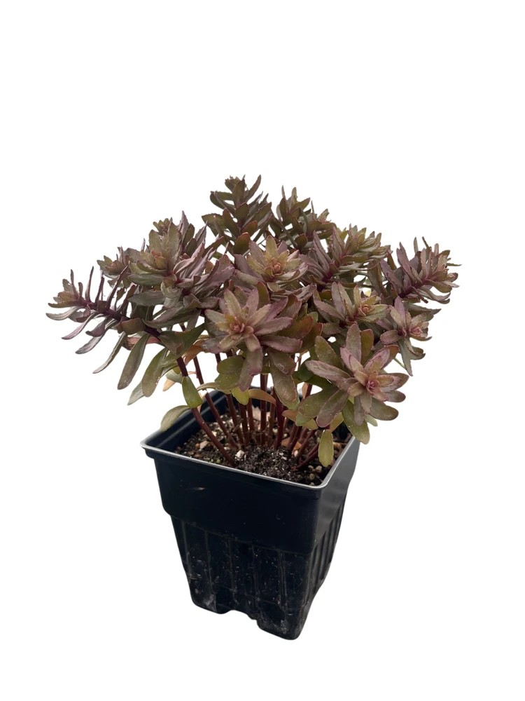SunSparkler Jade Tuffet Sedum - Quart Pot - Stonecrop -Perennial