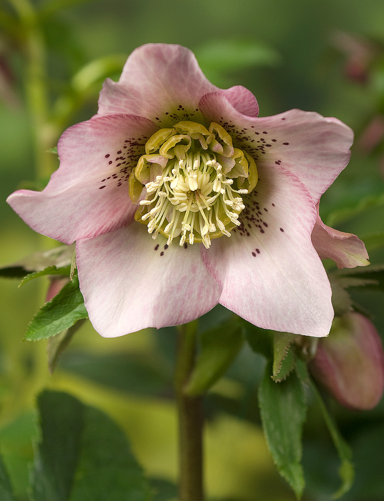 Single Pretty Ellen Pink Lenten Rose Potted - Helleborus - Shade - 4" Pot