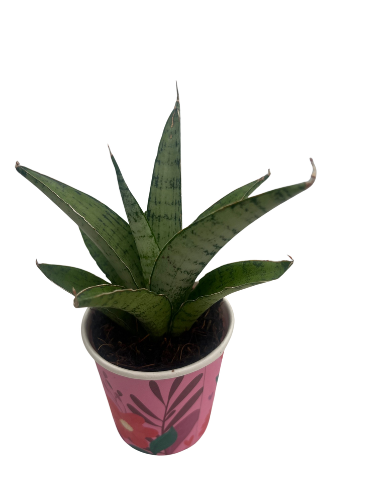 Frozen Rose Snake Plant - Sansevieria - 2" Pot