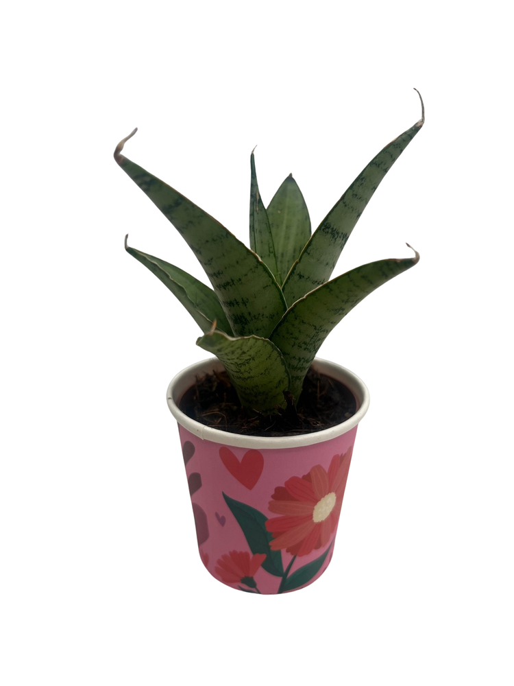 Frozen Rose Snake Plant - Sansevieria - 2" Pot