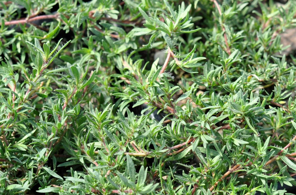 Spicy Orange Thyme Herb Plant- 3" Pot - Perennial