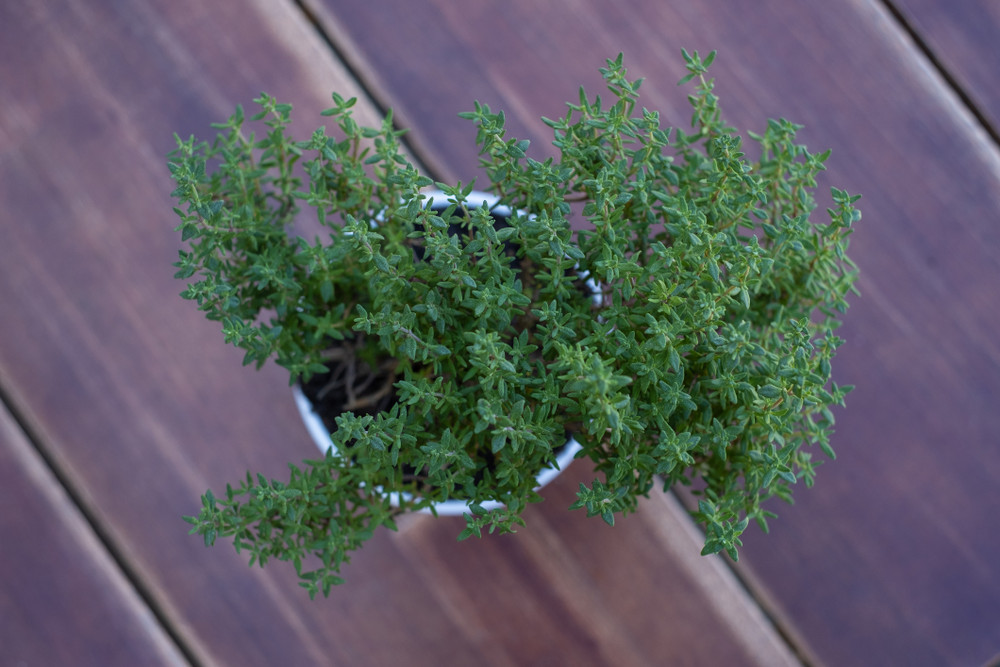 Spicy Orange Thyme Herb Plant- 3" Pot - Perennial