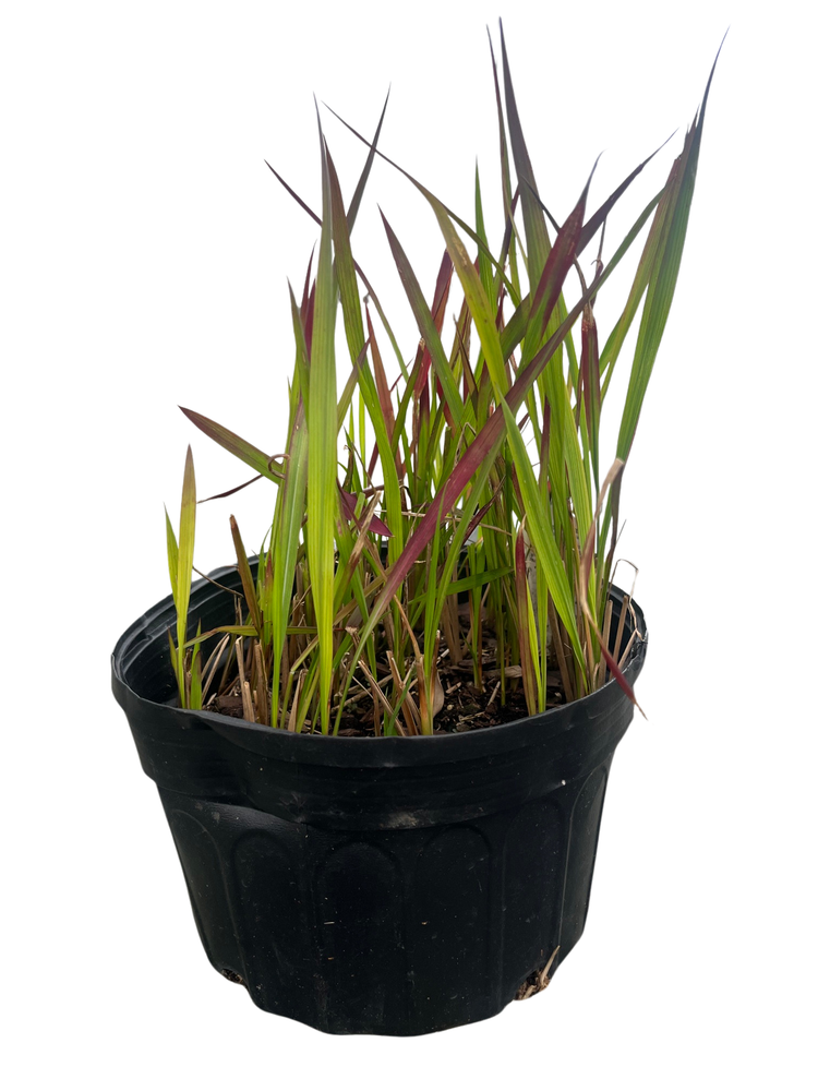 Japanese Blood Grass Plant - Gallon Pot - Imperata Red Baron