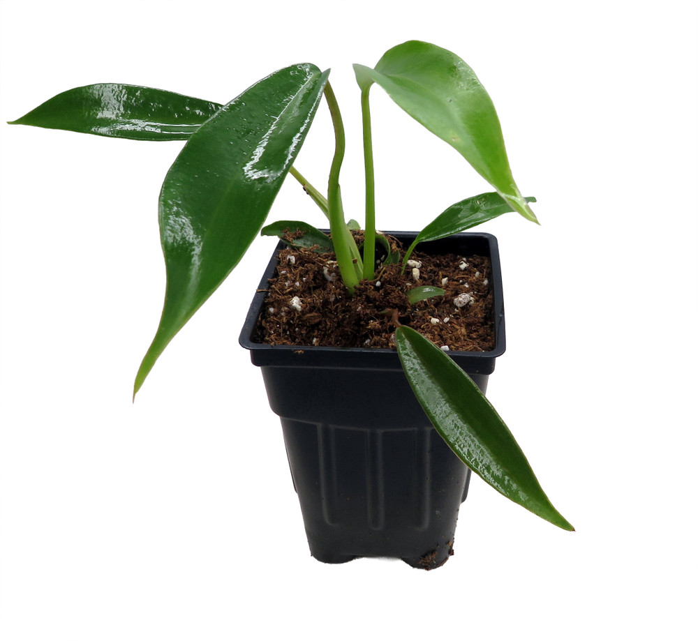 Joepii Philodendron - 2.5