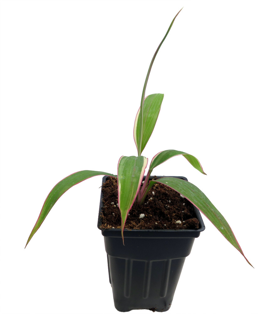 Pink Diamond- Cordyline - 2.5" Pot