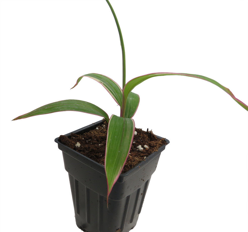 Pink Diamond- Cordyline - 2.5" Pot