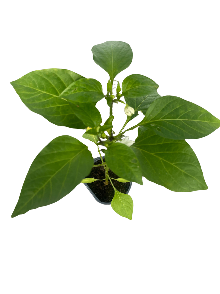 Hot Banana Pepper Plant - Capsicum annuum - 4" Pot