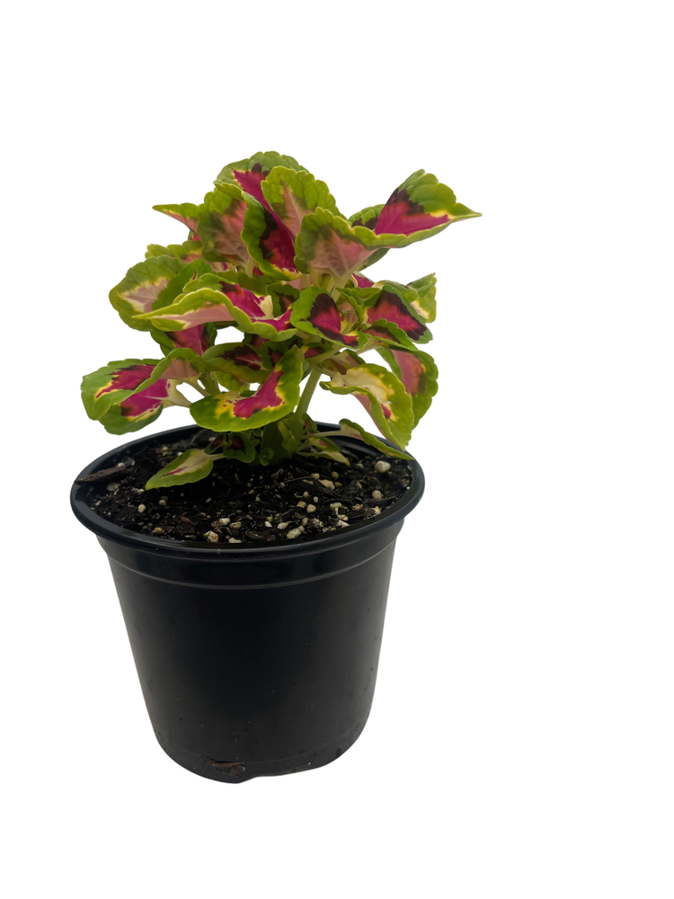 Volcanica - French Quarter Coleus - Live Plant - 4" Pot
