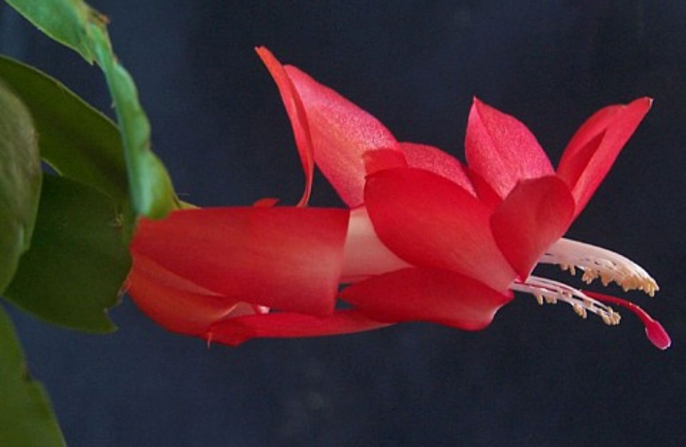 Hofland Red Christmas Cactus Plant - Zygocactus - 2" Pot