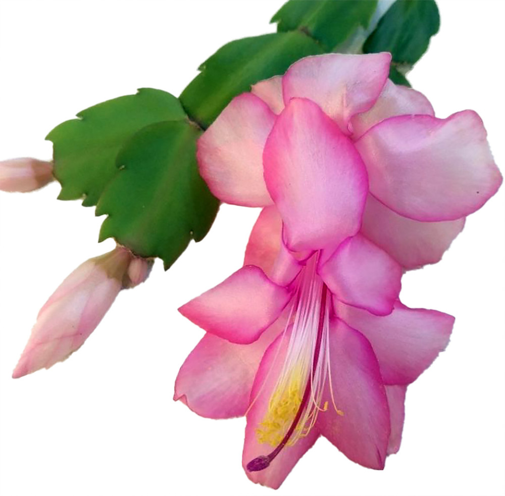 Vida Thor Christmas Cactus Plant - Zygocactus - 2" Pot