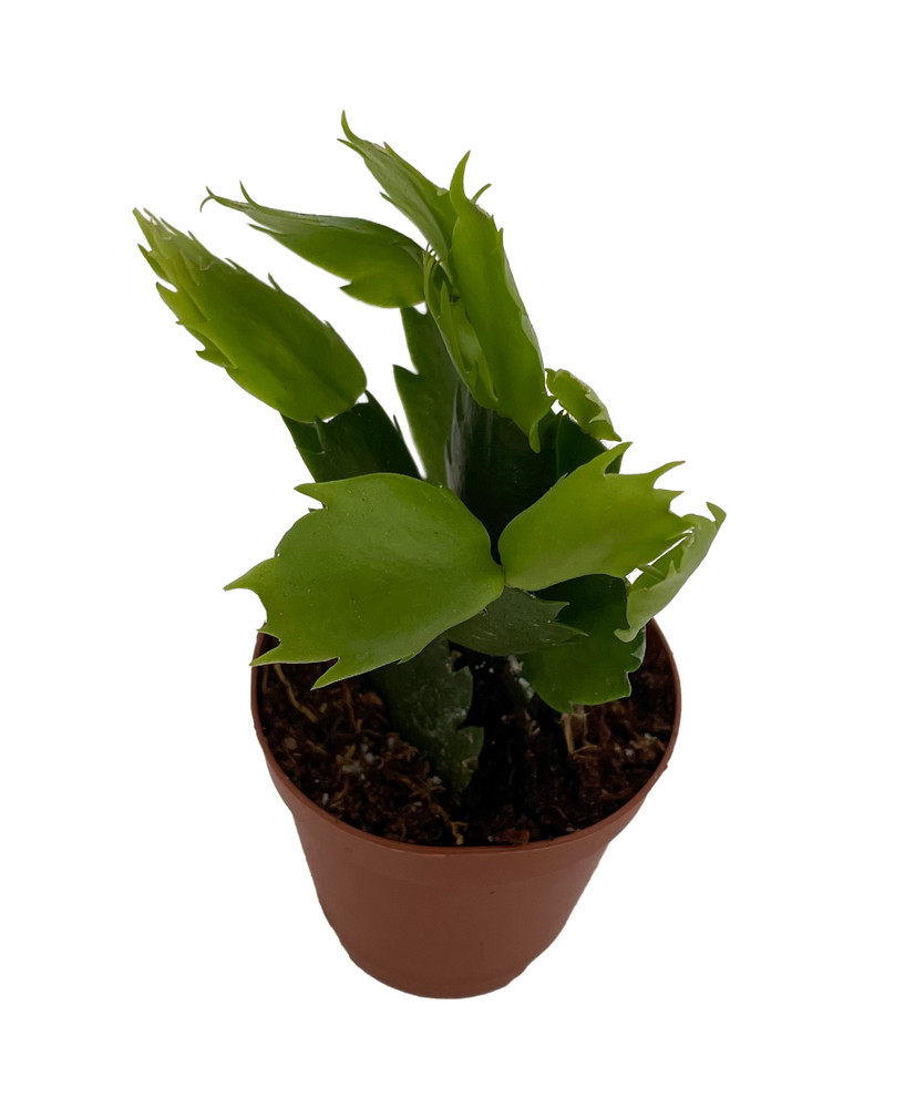 Vida Thor Christmas Cactus Plant - Zygocactus - 2" Pot
