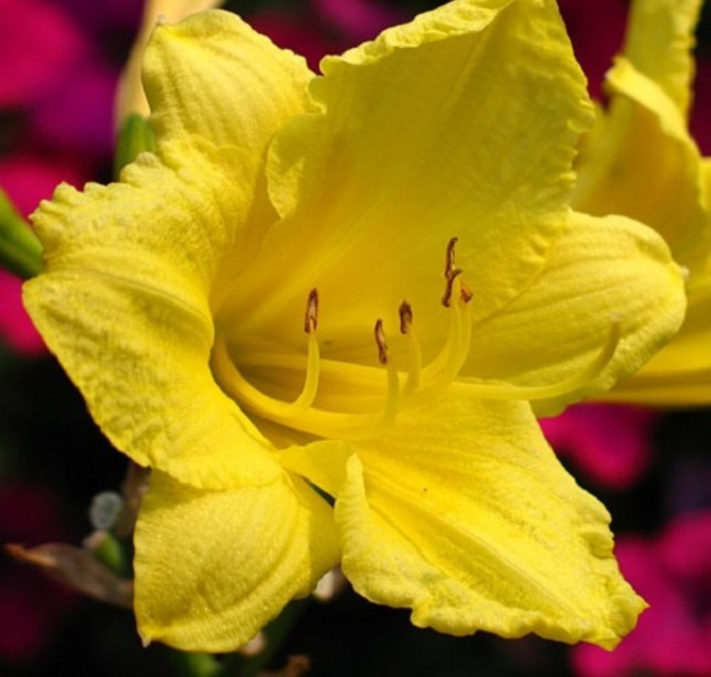 Happy Returns Reblooming Daylily - One Gallon Pot - Hemerocallis