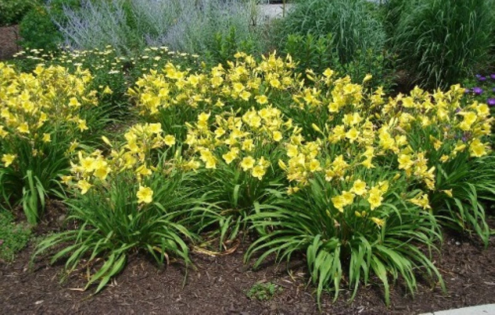 Happy Returns Reblooming Daylily - One Gallon Pot - Hemerocallis