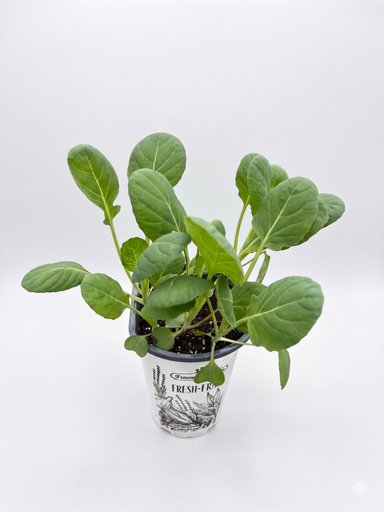 Brussels Sprouts Plant - Choux De Bruxelles - 4" Pot