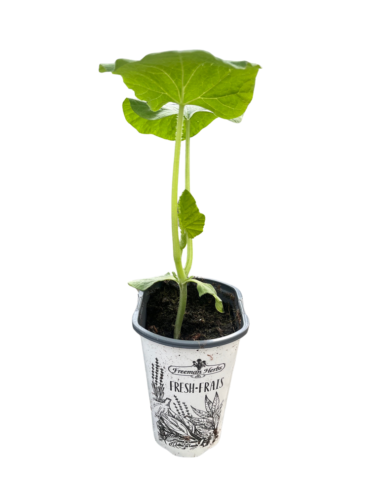 Butternut Squash Plant - Cucurbita moschata - 4" Pot - Grow Indoors or Out