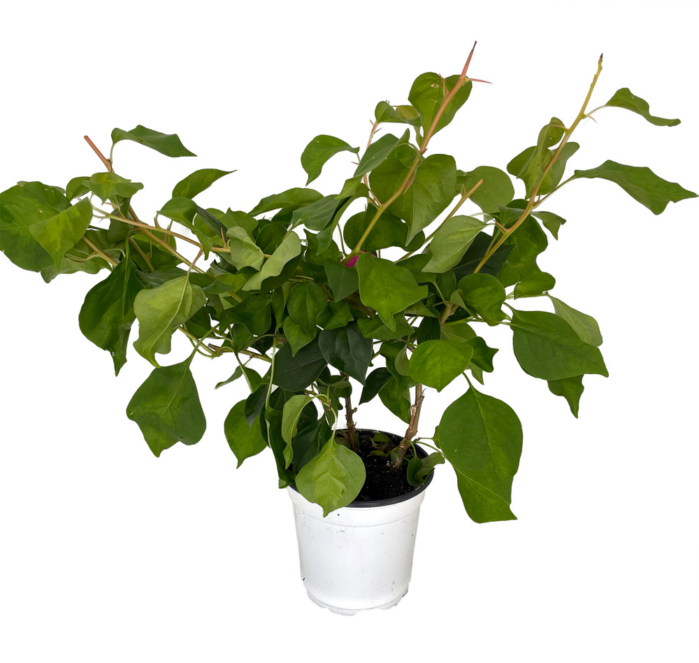 Purple Bougainvillea Plant - 4" Pot - Indoors/Out or Bonsai