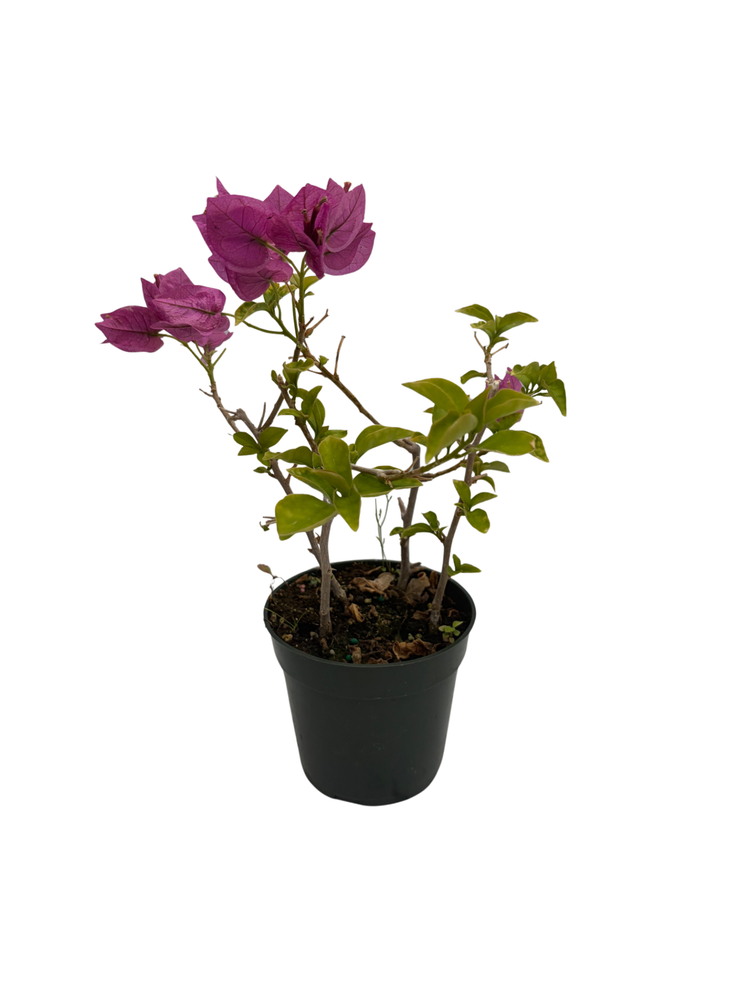 Purple Bougainvillea Plant - 4" Pot - Indoors/Out or Bonsai
