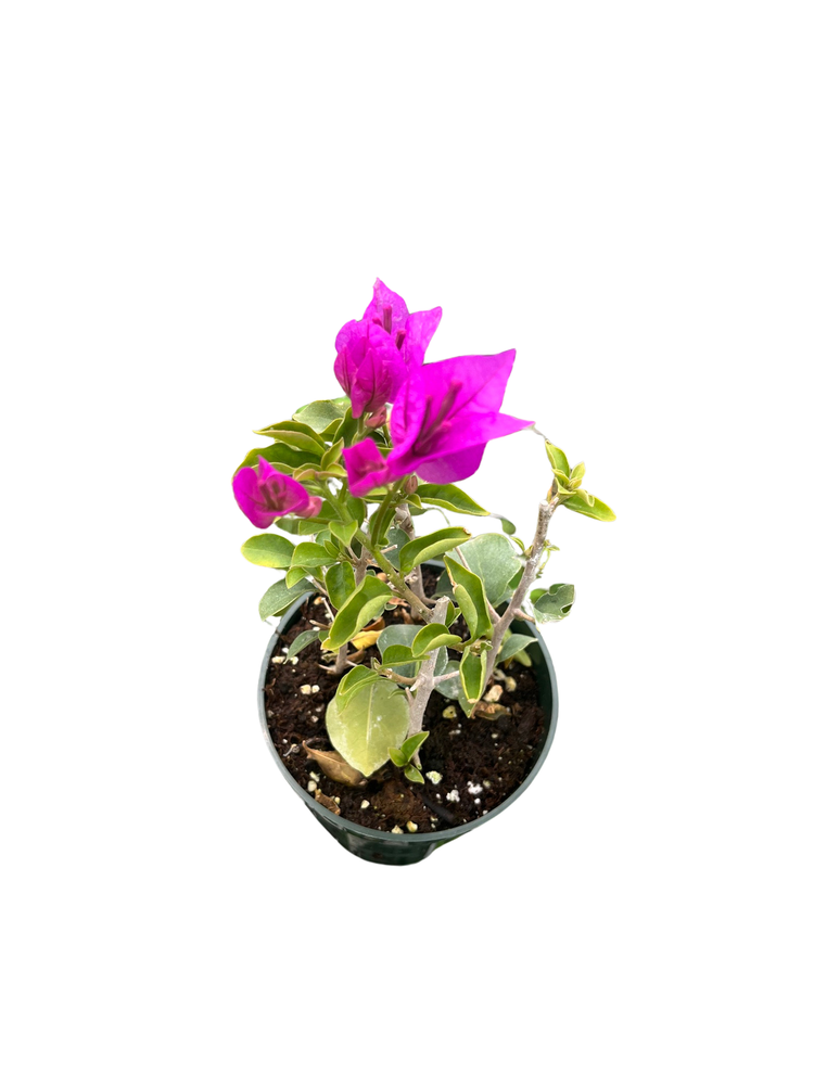 Purple Bougainvillea Plant - 4" Pot - Indoors/Out or Bonsai