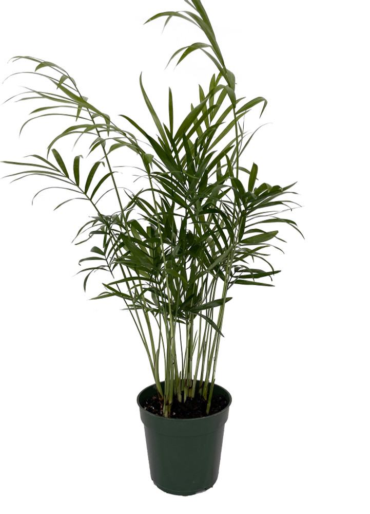 Hirt's Victorian Parlor Palm - 4" Pot - Live Plant - Chamaedorea Neanthe Bella