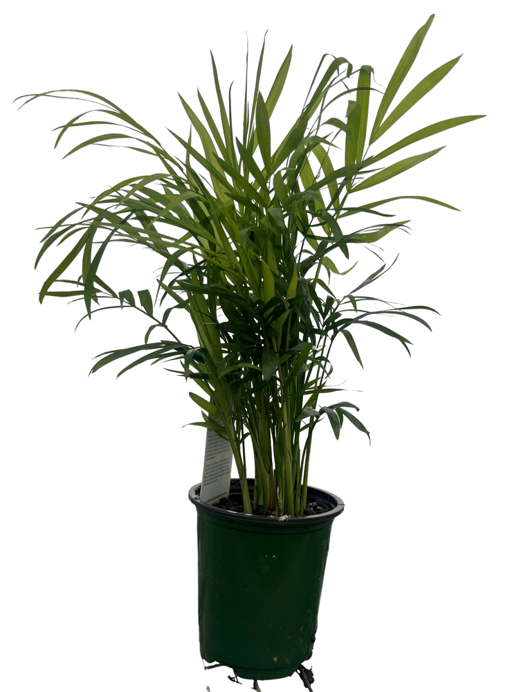 Hirt's Victorian Parlor Palm - 4" Pot - Live Plant - Chamaedorea Neanthe Bella