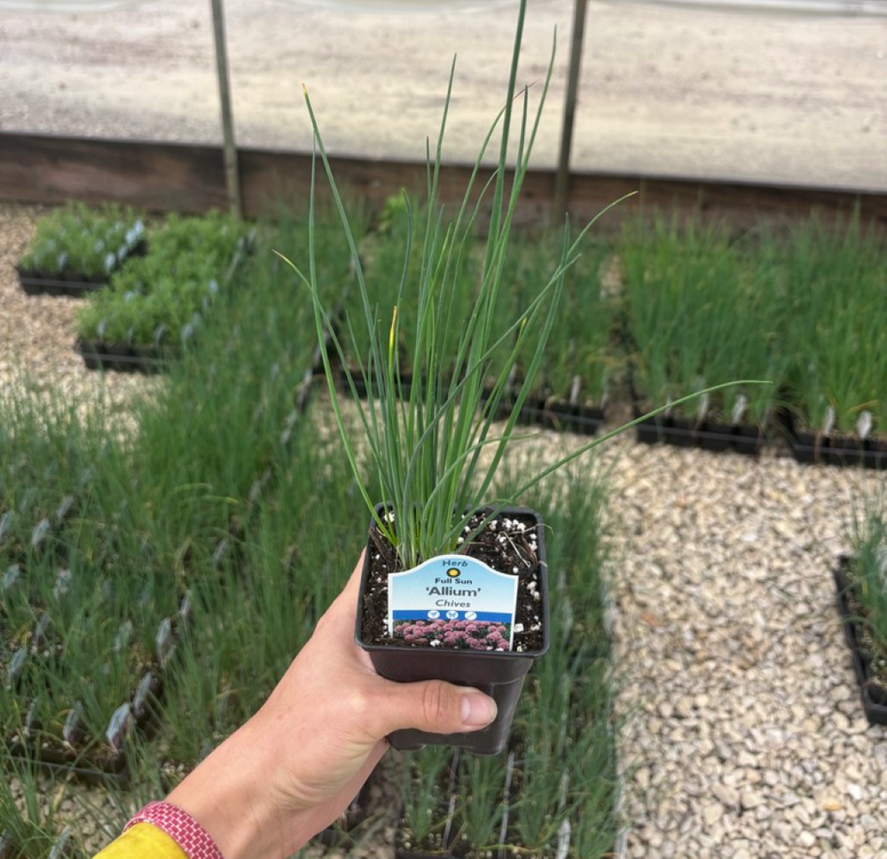 Chives - Hardy Perennial - Allium schoenoprasum - Live Plant - 3" Pot