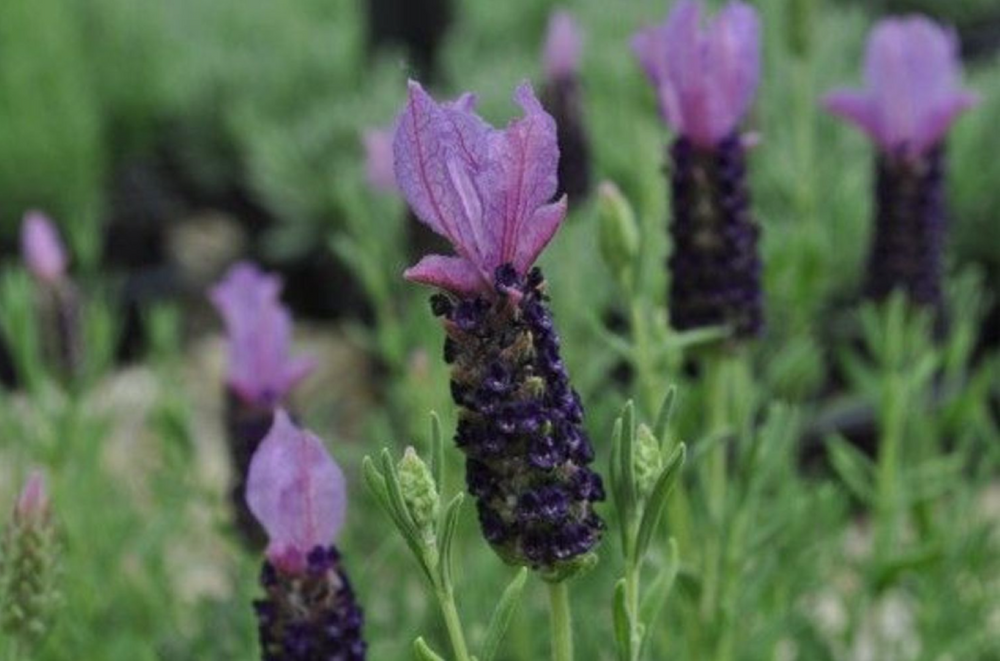 Blueberry Ruffles Butterfly Lavender Herb - 3" Pot - Perennial - Live Plant