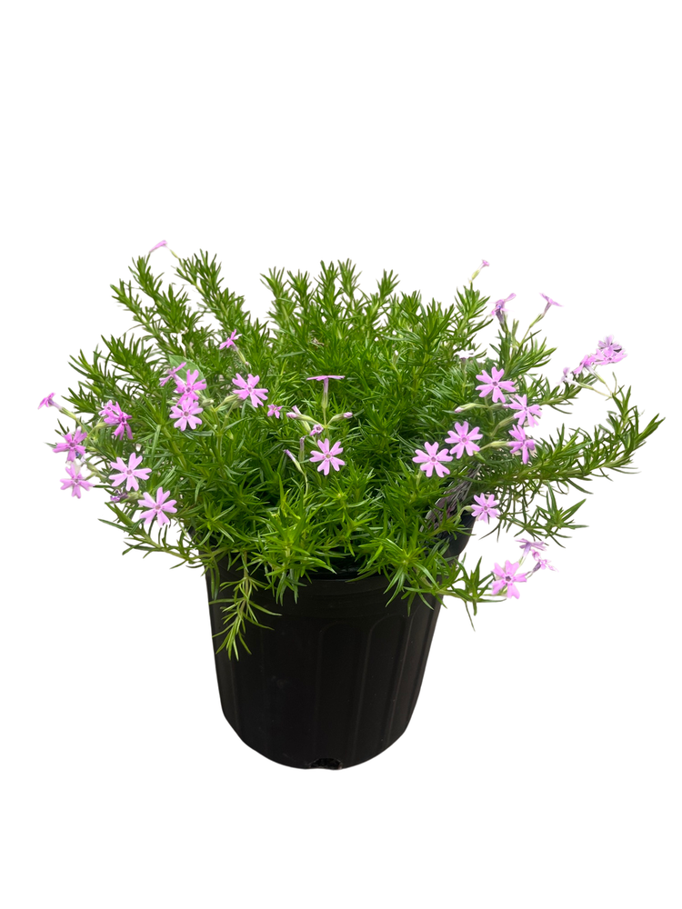 Perfectly Puzzling Phlox Subulata - Creeping Phlox - Perennial - Gallon Pot