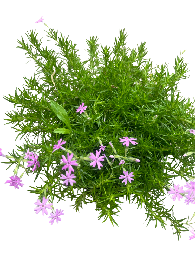 Perfectly Puzzling Phlox Subulata - Creeping Phlox - Perennial - Gallon Pot