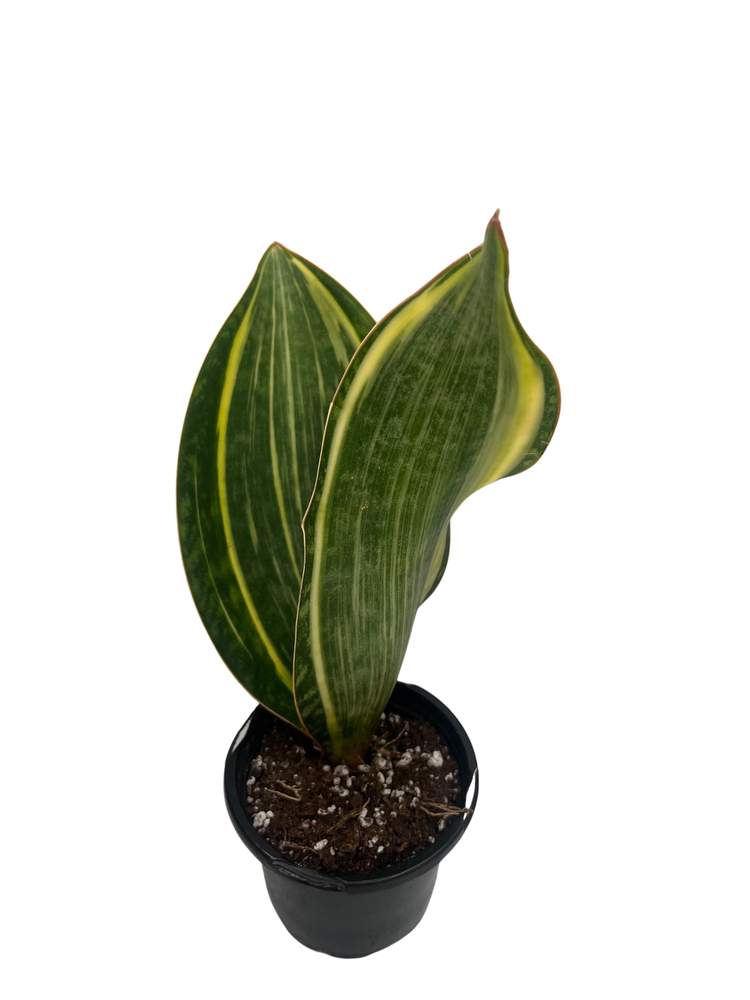 Variegated Whale Fin Snake Plant - Sansevieria masoniana Variegata- 4" Pot